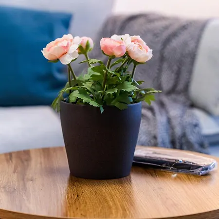 Appartement Victoriei Plaza Timişoara